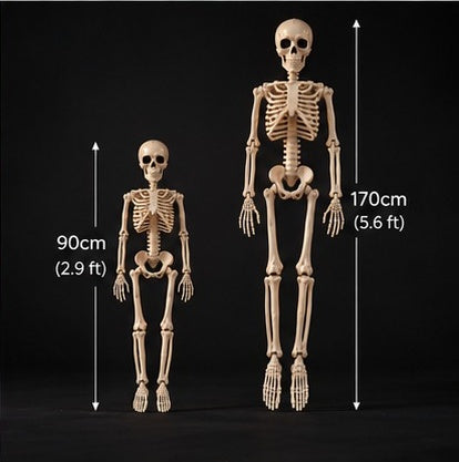 Posable skeleton size comparison: 90 cm and 170 cm